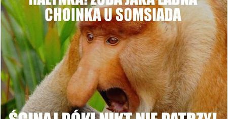 Nakrył sąsiada na kradzieży. Ten próbował ukraść mu choinkę z ozdobami