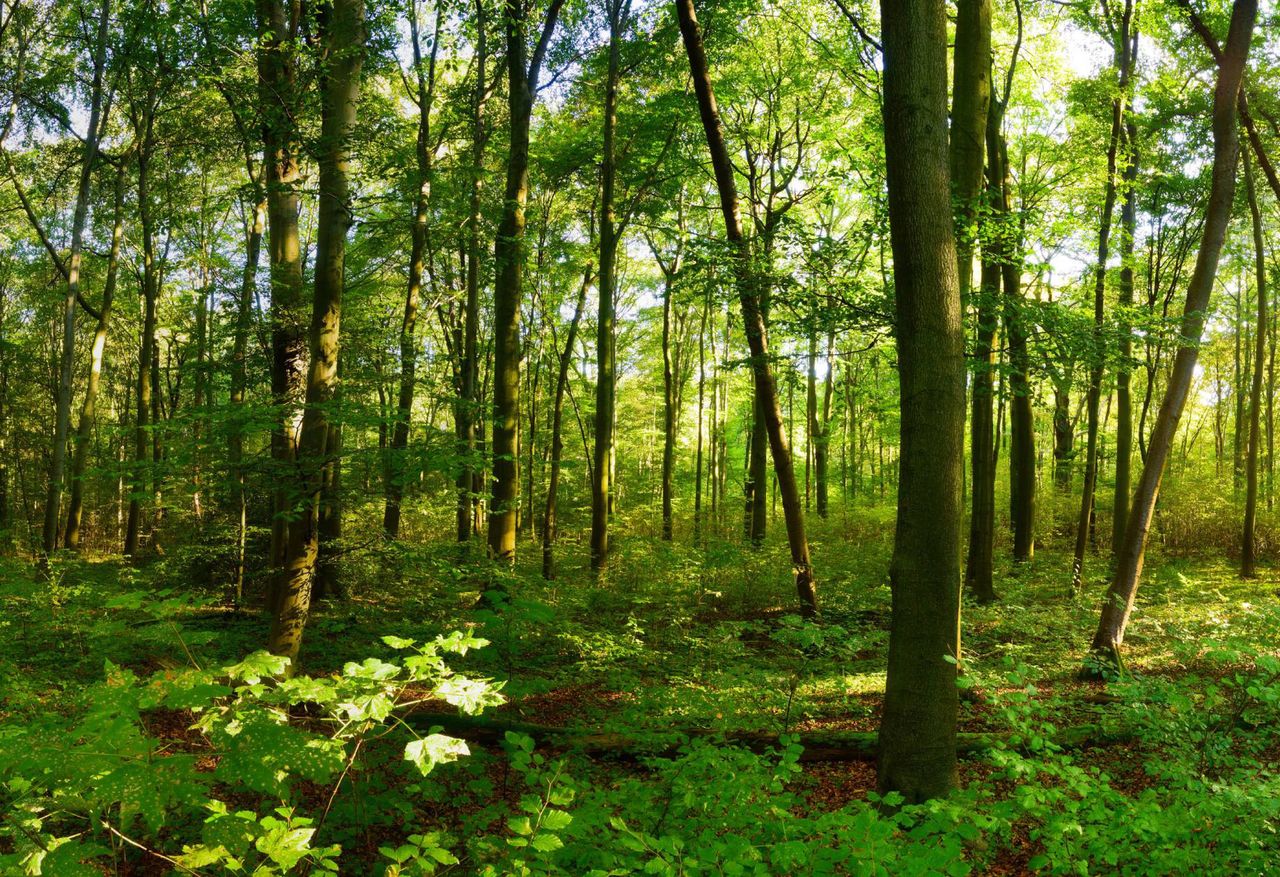 Lasy są zagrożone. Wiele gatunków nie przetrwa zmian klimatu