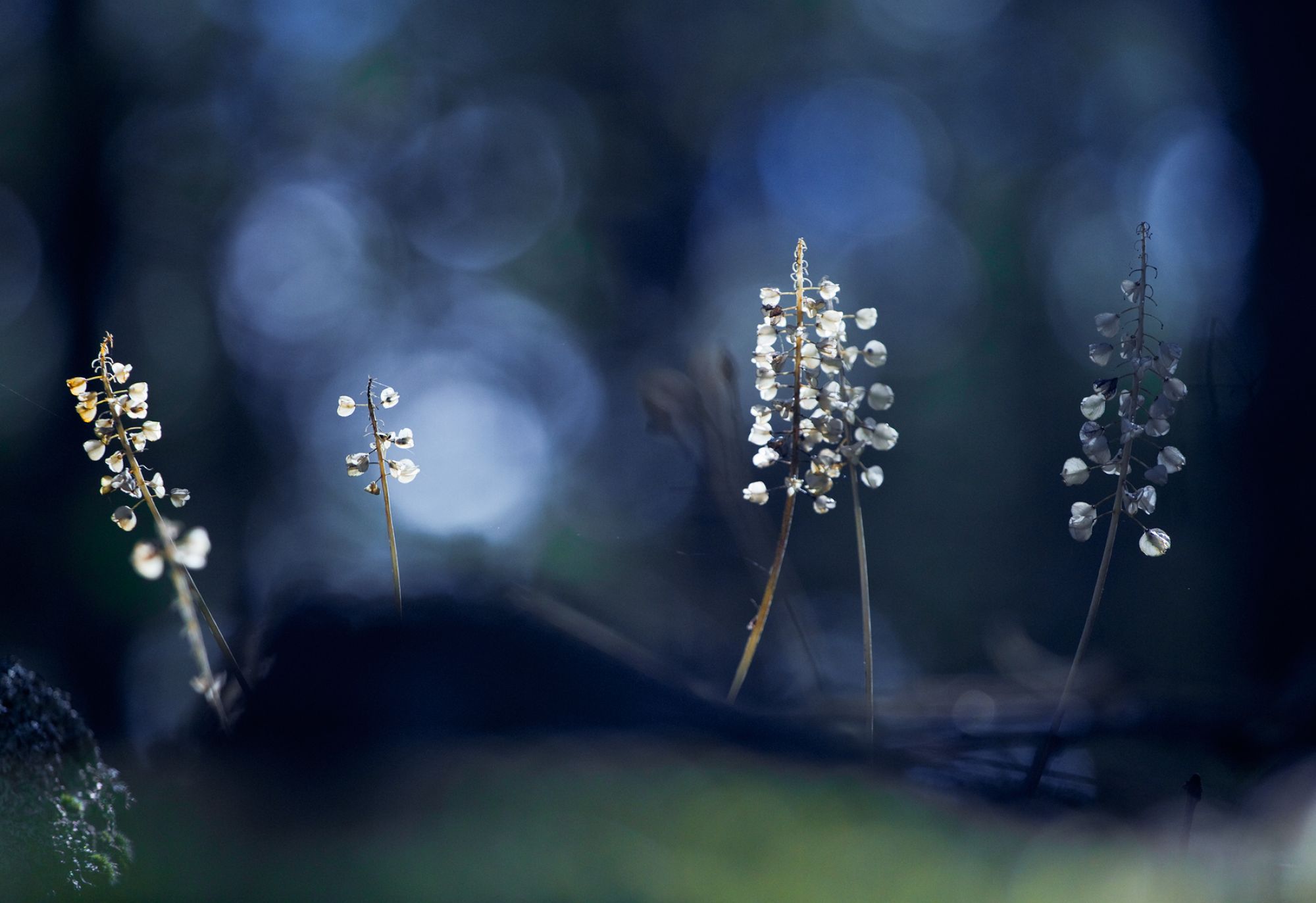 Mistrzowskie fotografie plenerowe w konkursie Outdoor Photographer of the Year 2014 9