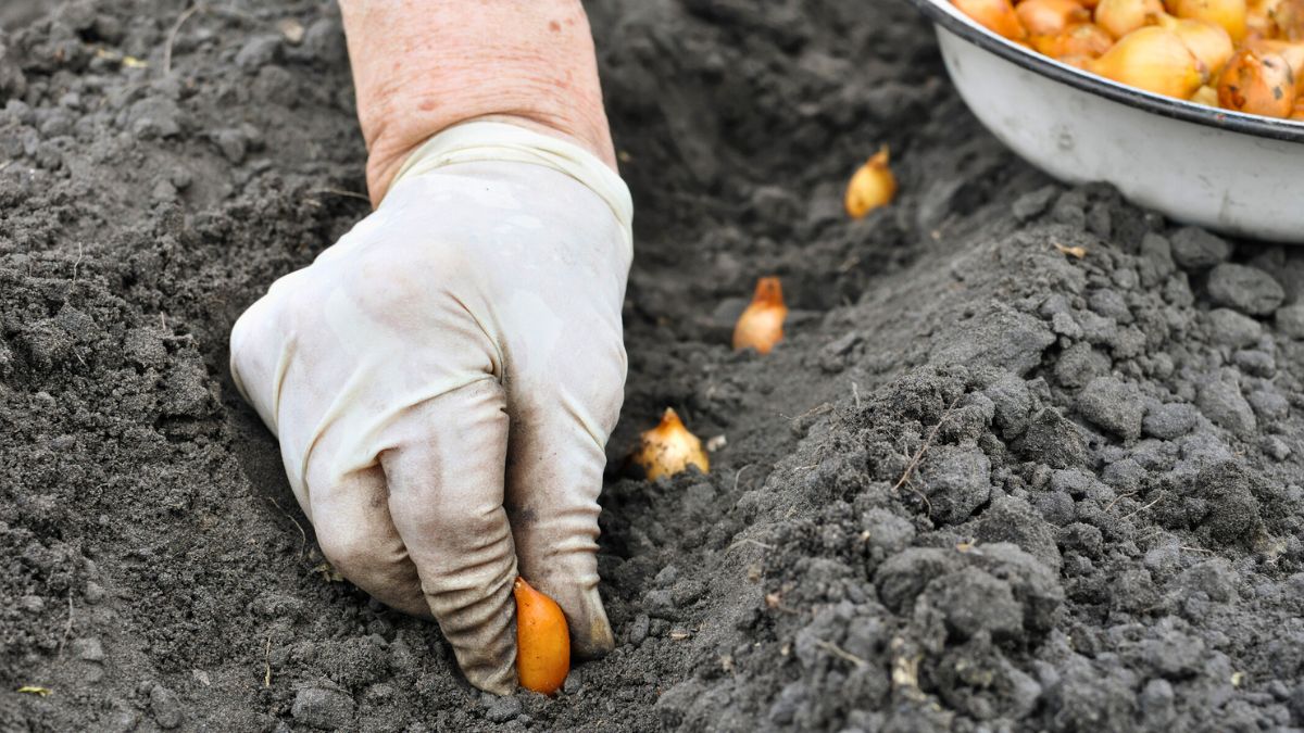 Kobieta sadzi cebulę dymkę