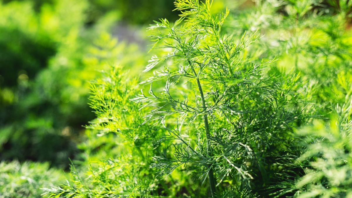 Koperek rosnący na grządce