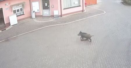 Dzik wpadł na stację paliw. Postanowił odwiedzić toaletę