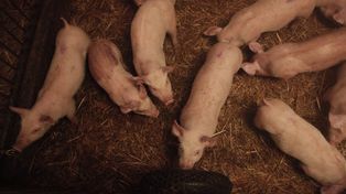 100% zwrot dla hodowców świń. ARiMR rusza z naborem na bioasekurację