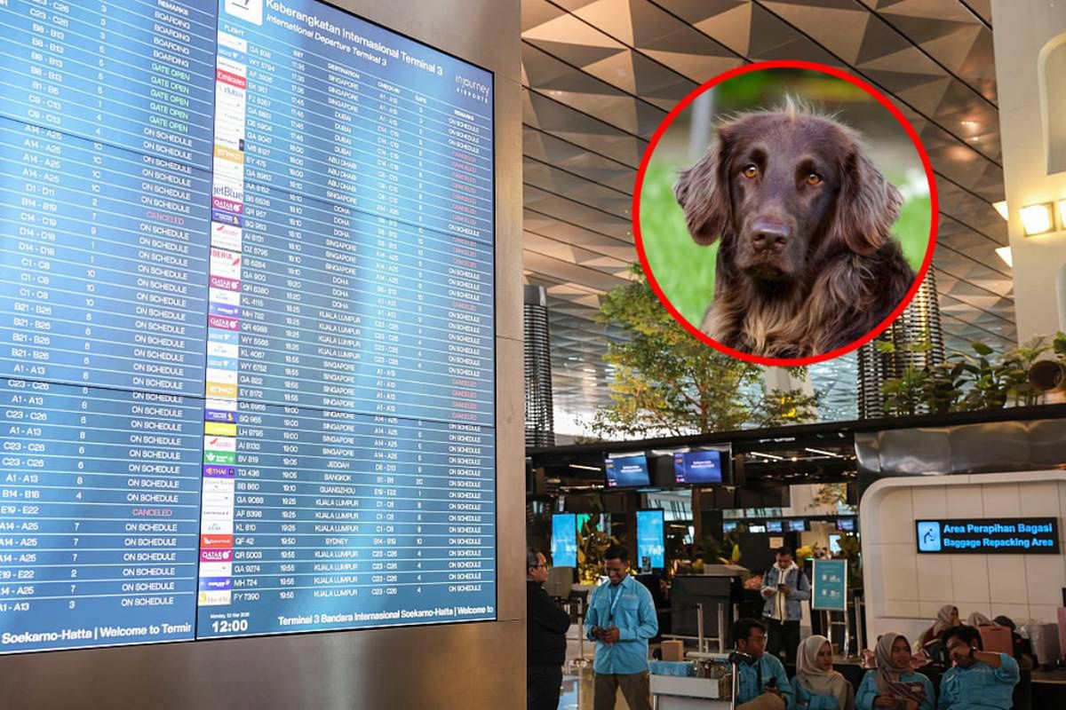 Uciekają z Dubaju i zostawiają psy. Koszmar zwierząt