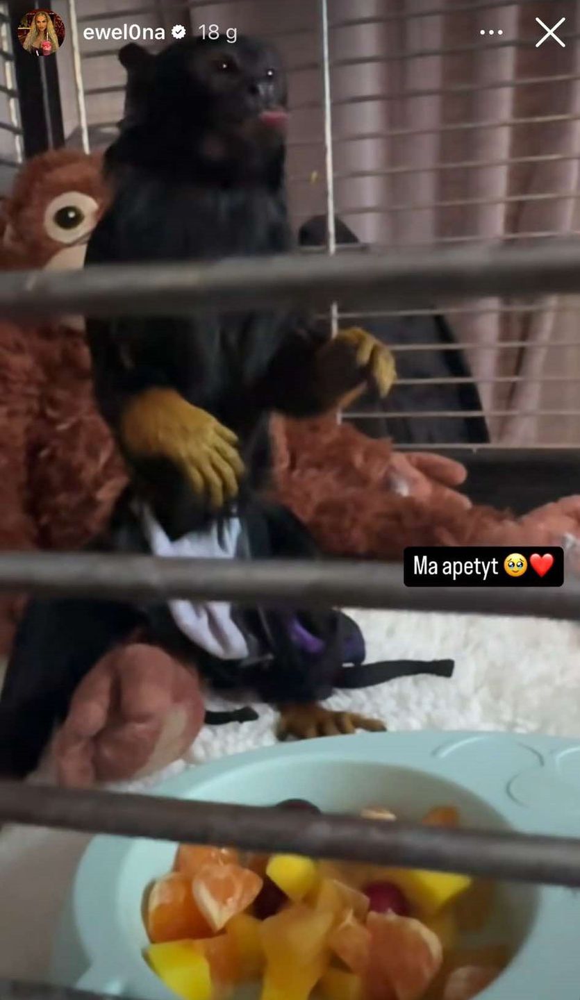 Małpa Ewelony została pogryziona