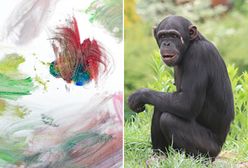 ZOO zlicytuje prace namalowane przez... szympansicę