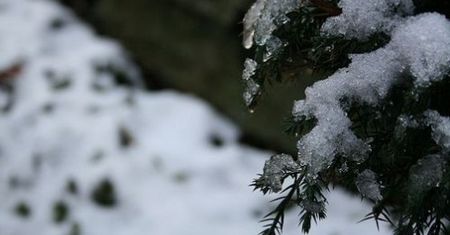 Komórki odporne na śnieg i zimno