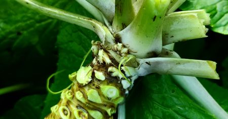 Wasabi spod Radomia. Kilogram kosztuje nawet 1000 złotych