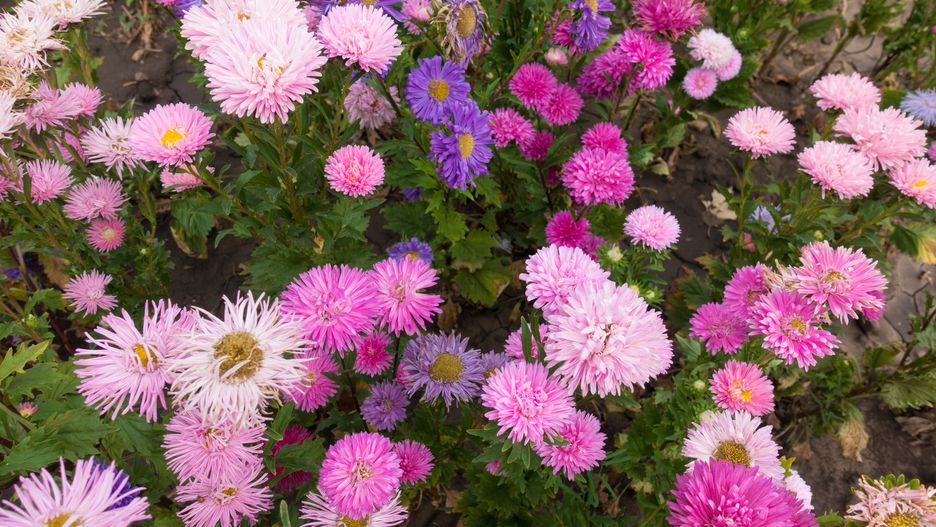 Aster chiński - pielęgnacja, wymagania, uprawa i odmiany