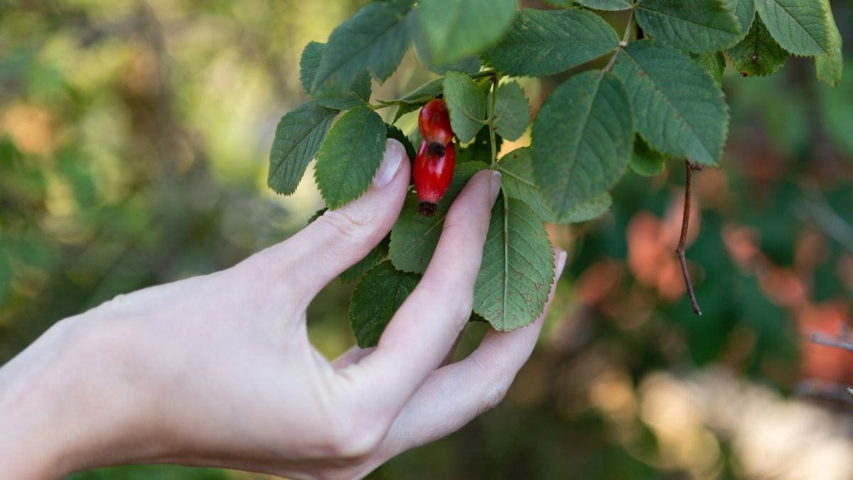 Dzika róża - Pyszności