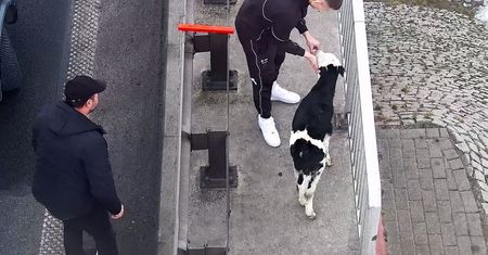 Cielaki na autostradzie. Wszystko się nagrało