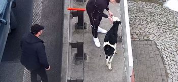 Cielaki na autostradzie. Wszystko się nagrało