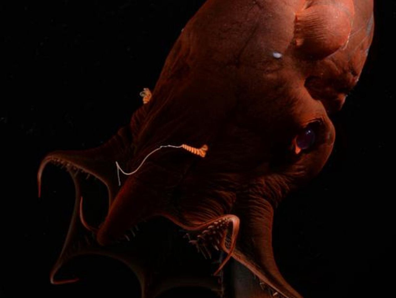 Wampirzyca piekielna. To jedyny taki gatunek