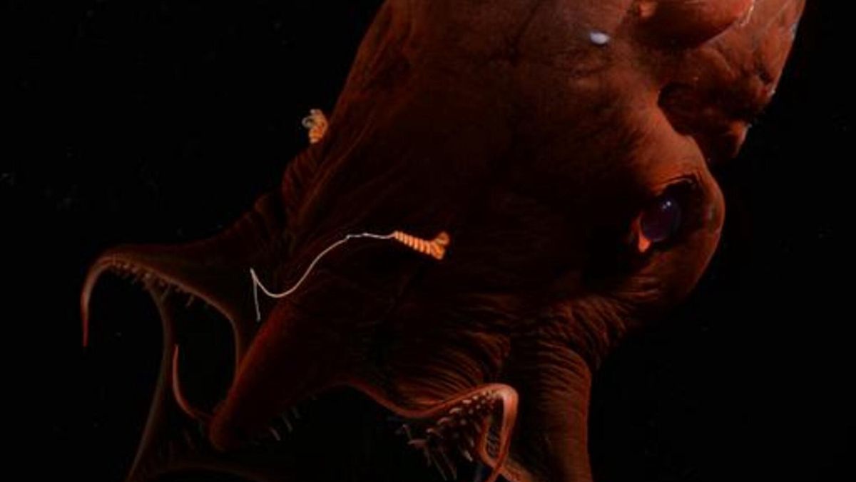 Wampirzyca piekielna