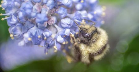 Pszczoły są symbolem wiosny. Zobacz przepiękne zdjęcia makro