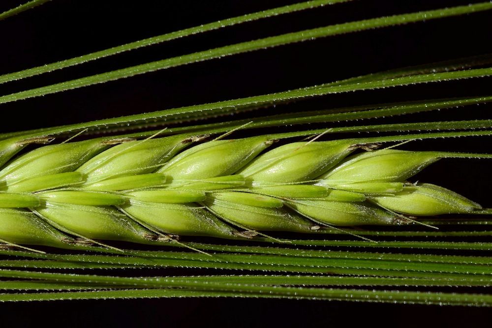 Walory zdrowotne młodych liści jęczmienia