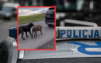 Ciągnął psy przywiązane do auta. Policja tłumaczy zachowanie kierowcy