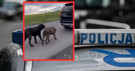 Ciągnął psy przywiązane do auta. Policja tłumaczy zachowanie kierowcy
