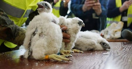 Mają gniazda na kominach energetycznych. Dzięki kamerom można obserwować ich codzienność