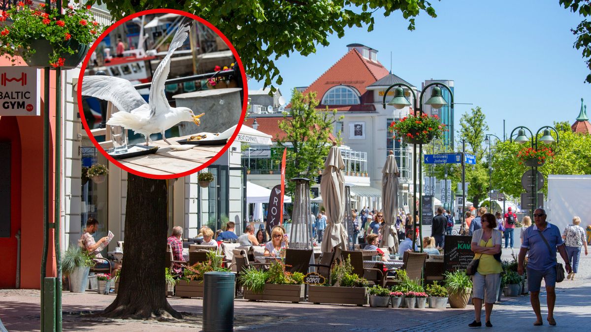 Mewy terroryzują turystów 