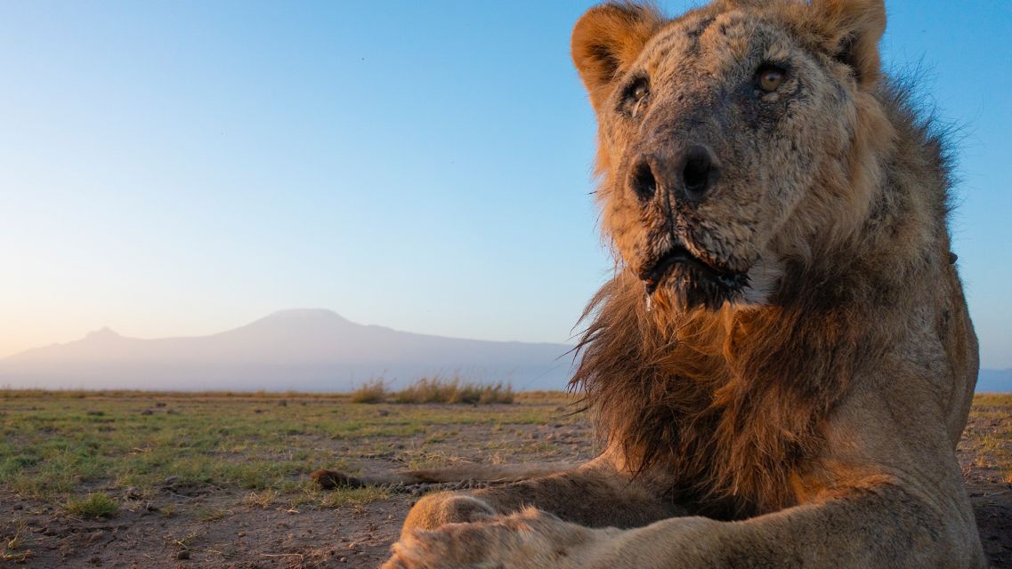 Nie żyje jeden z najstarszych lwów w Afryce