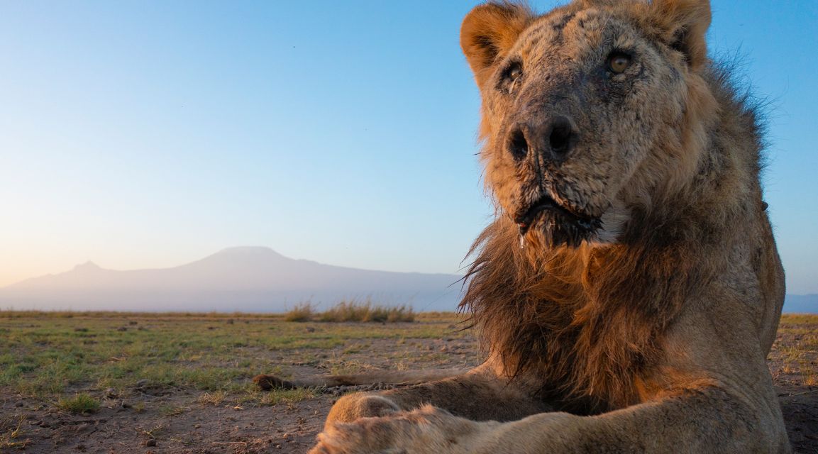 Nie żyje najstarszy lew Afryki. Spotkał go wstrząsający koniec