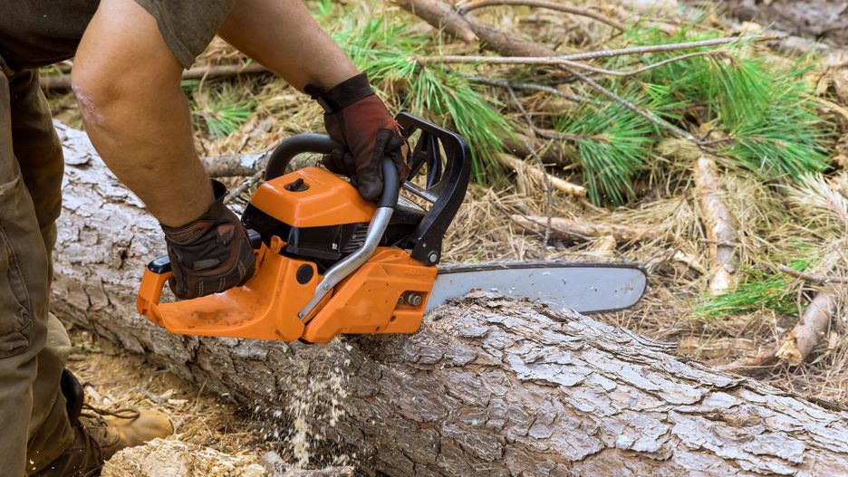 An experienced lumberjack uses a chainsaw to cut trees in forest siteAn experienced lumberjack uses chainsaw to cut trees in forest sitesaws sawmill, deforestation, tree removal, sawdust, chainsaw tree, sawing, using chainsaw, chainsaw, cutting logs, lumberjack, forest destruction, cuts trees, tree, professional lumberjack, saw, wood cutter, forest site, forestry, branch, work, cut, worker, equipment, man, timber, forest, lumber, log, outdoors, environment, lumber man, cutter, lumber industry, cutting wood, chainsaw cutting tree, cutting tree, cutting trees, hand saw, forest tree, saws sawmill, deforestation, tree removal, sawdust, chainsaw tree, sawing, using chainsaw, chainsaw, cutting logs, lumberjack, forest destruction, cuts trees, tree, professional lumberjack, saw, wood cutter, forest site, forestry, branch, work, cut, worker, equipment, man, timber, forest, lumber, log, outdoors, environment, lumber man, cutter, lumber industry, cutting wood, chainsaw cutting tree, cutting tree, cutting trees, hand saw, forest tree