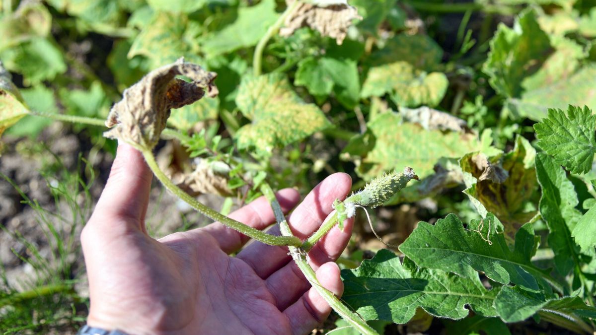 Ważny komunikat ws. suszy rolniczej w Polsce. Zagrożone m.in. truskawki