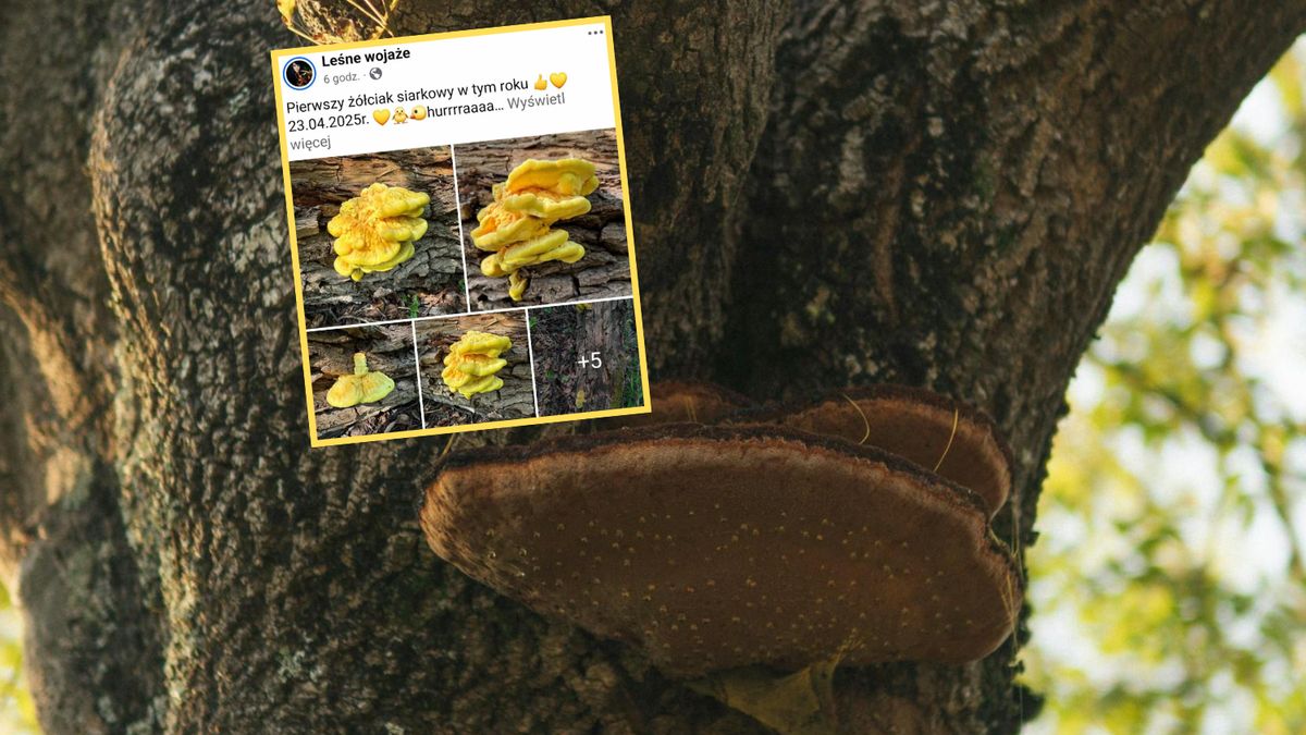  Żółciak siarkowy już się pojawił 