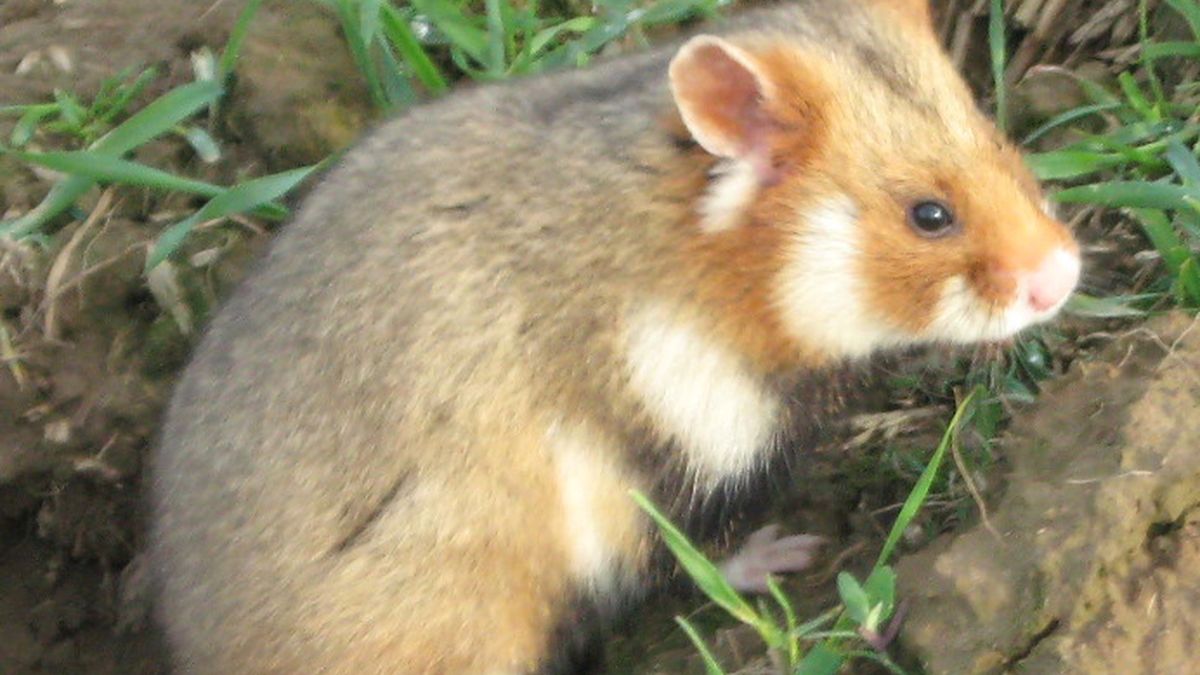 Chomik europejski u wylotu nory. Okolice Lublina