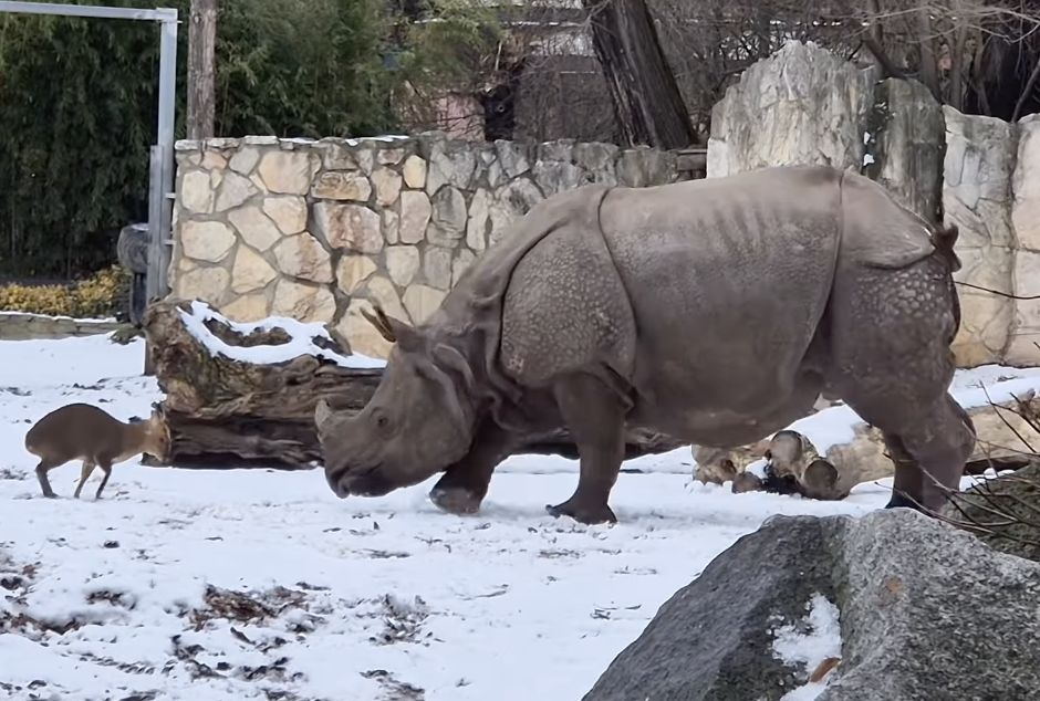 wiadomości,aktualności,WP Wiadomości Scenka z wrocławskiego zoo. Nagranie podbija internet