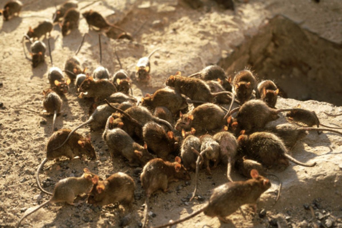 Z powodu braku pożywienia wśród szczurów pojawiło się zjawisko kanibalizmu