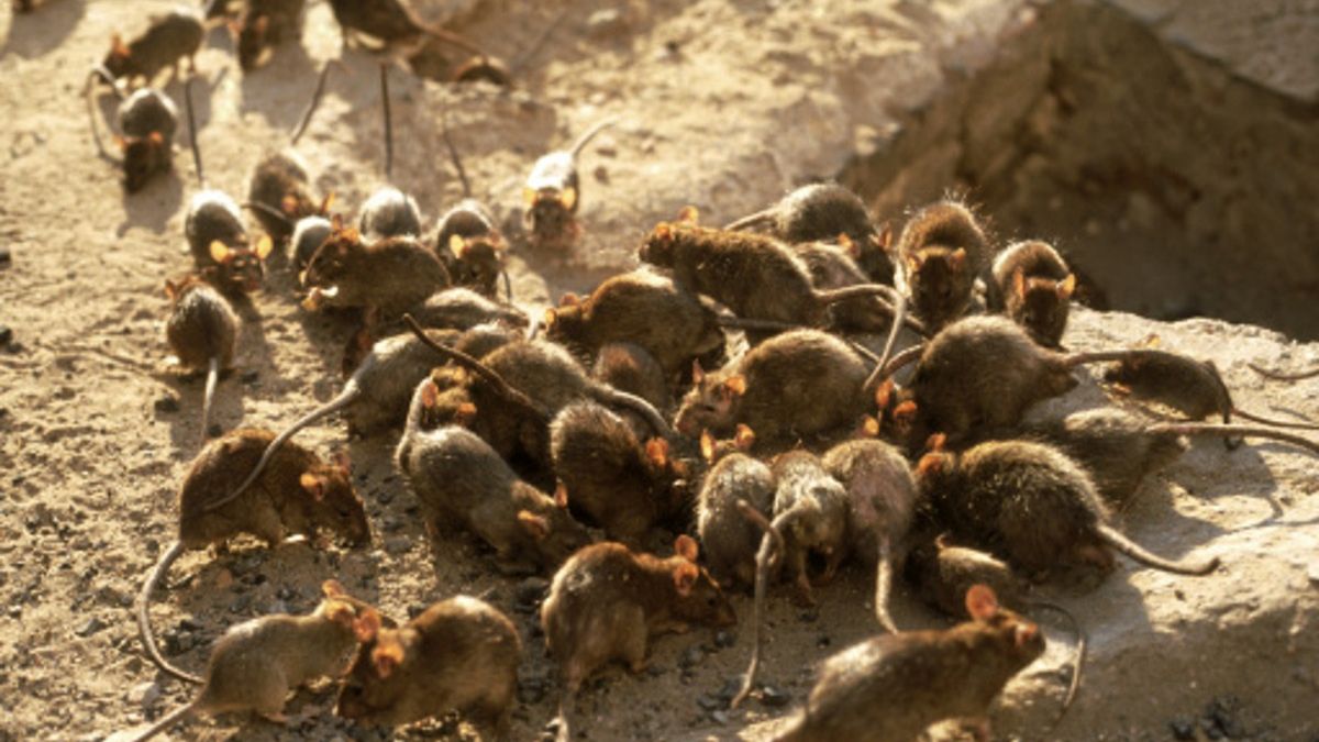 Z powodu braku pożywienia wśród szczurów pojawiło się zjawisko kanibalizmu