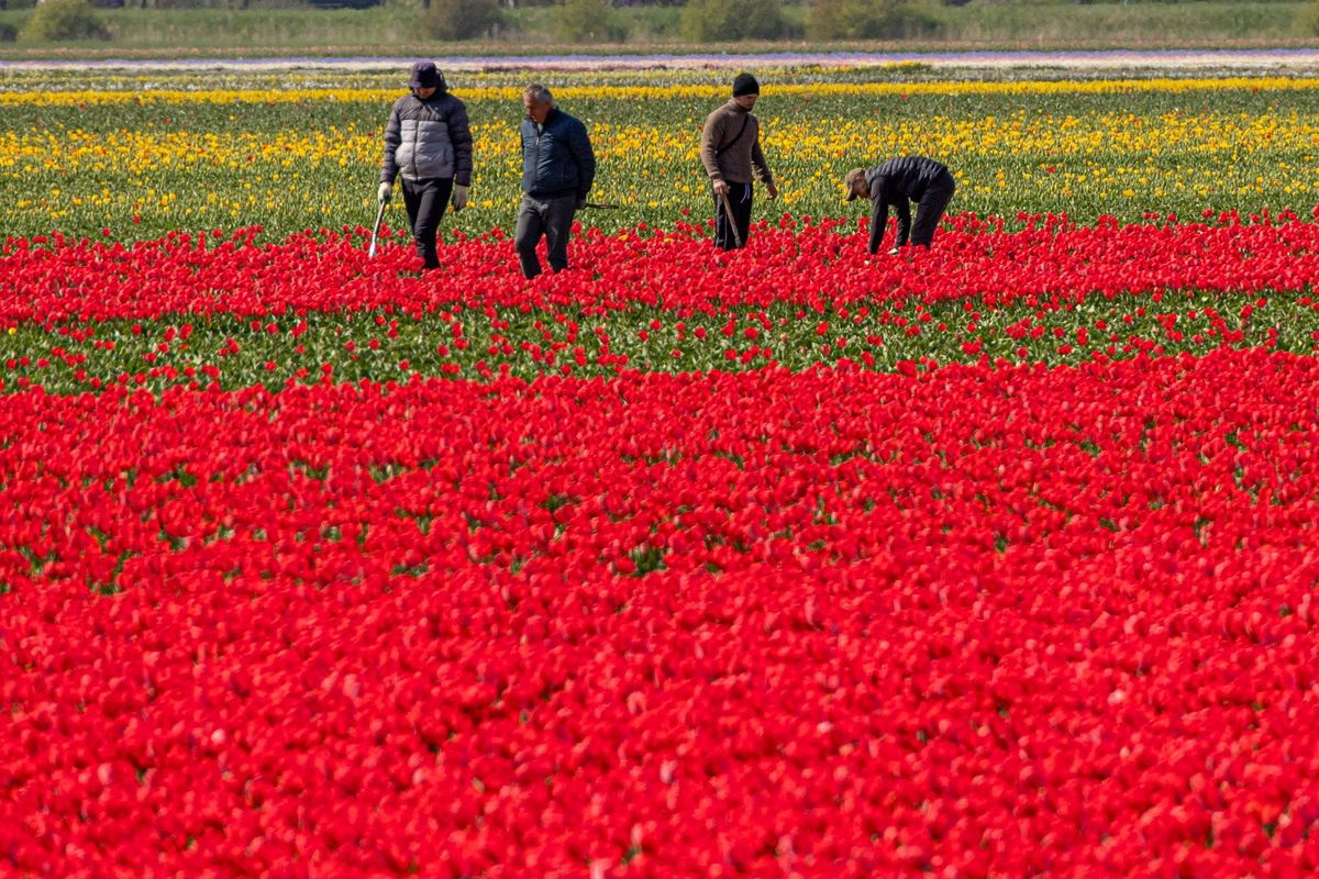 Holenderskie emerytury dla Polaków. Zaskakujące kwoty