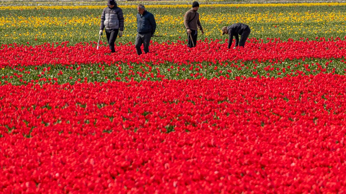 Netherlands Tulip fields
VIJFHUIZEN, NETHERLANDS - APRIL 10: Workers at the tulip fields near Amsterdam Schiphol Airport. Blossoming tulips create a colorful carpet at the Dutch countryside in Vijfhuizen, Netherlands on April 10, 2025. (Photo by Nikos Oikonomou/Anadolu via Getty Images)
Anadolu
dutch countryside, netherlands tulip fields, blossoming tulips
