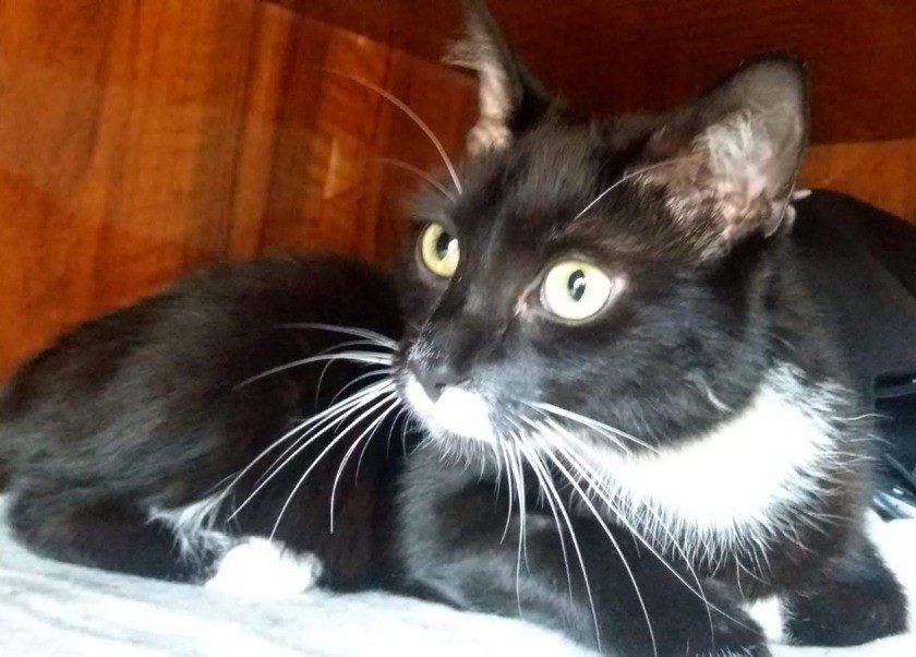 11 niewinnych rzeczy, których panicznie boją się koty