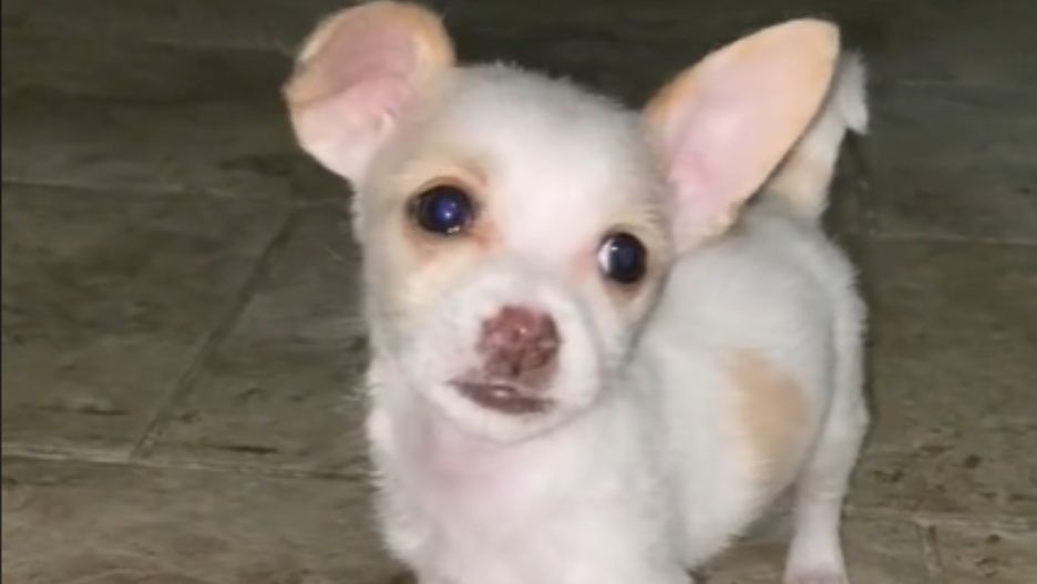 Za szczeniaka "chihuahuy" zapłacił prawie 3 tys. zł