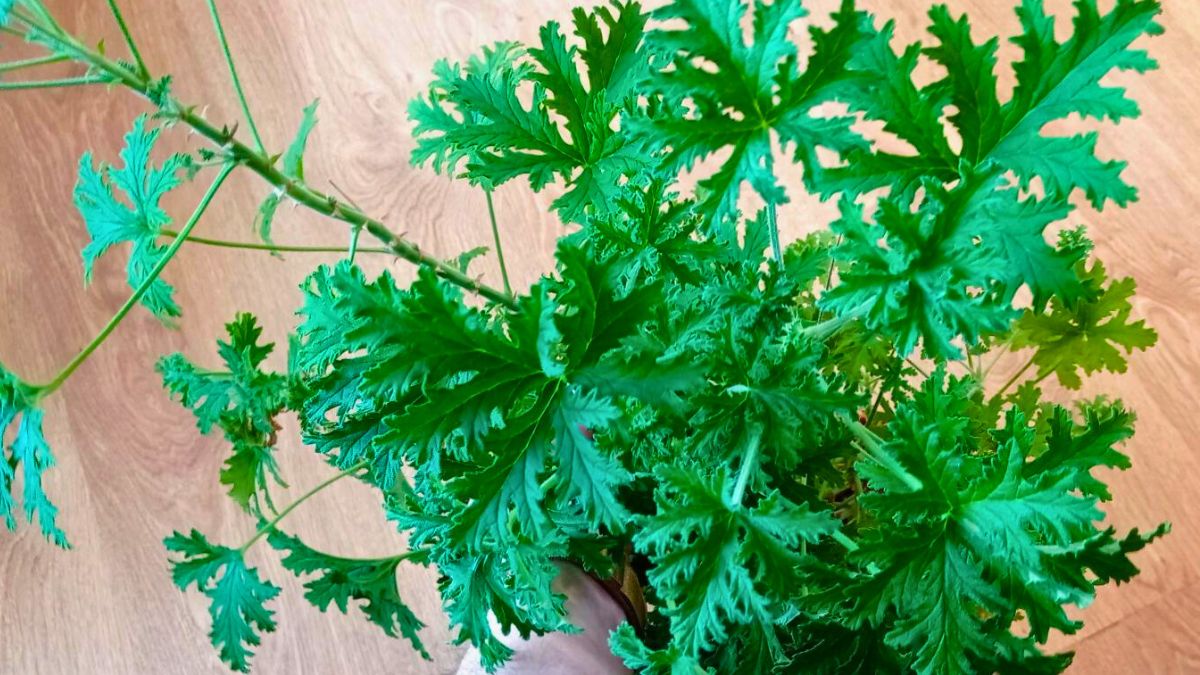 Anginka zdobi mój dom i ratuje zdrowie 