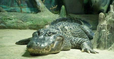 Przeżył bombardowanie Berlina. "Aligator Hitlera" zmarł w wieku 84 lat