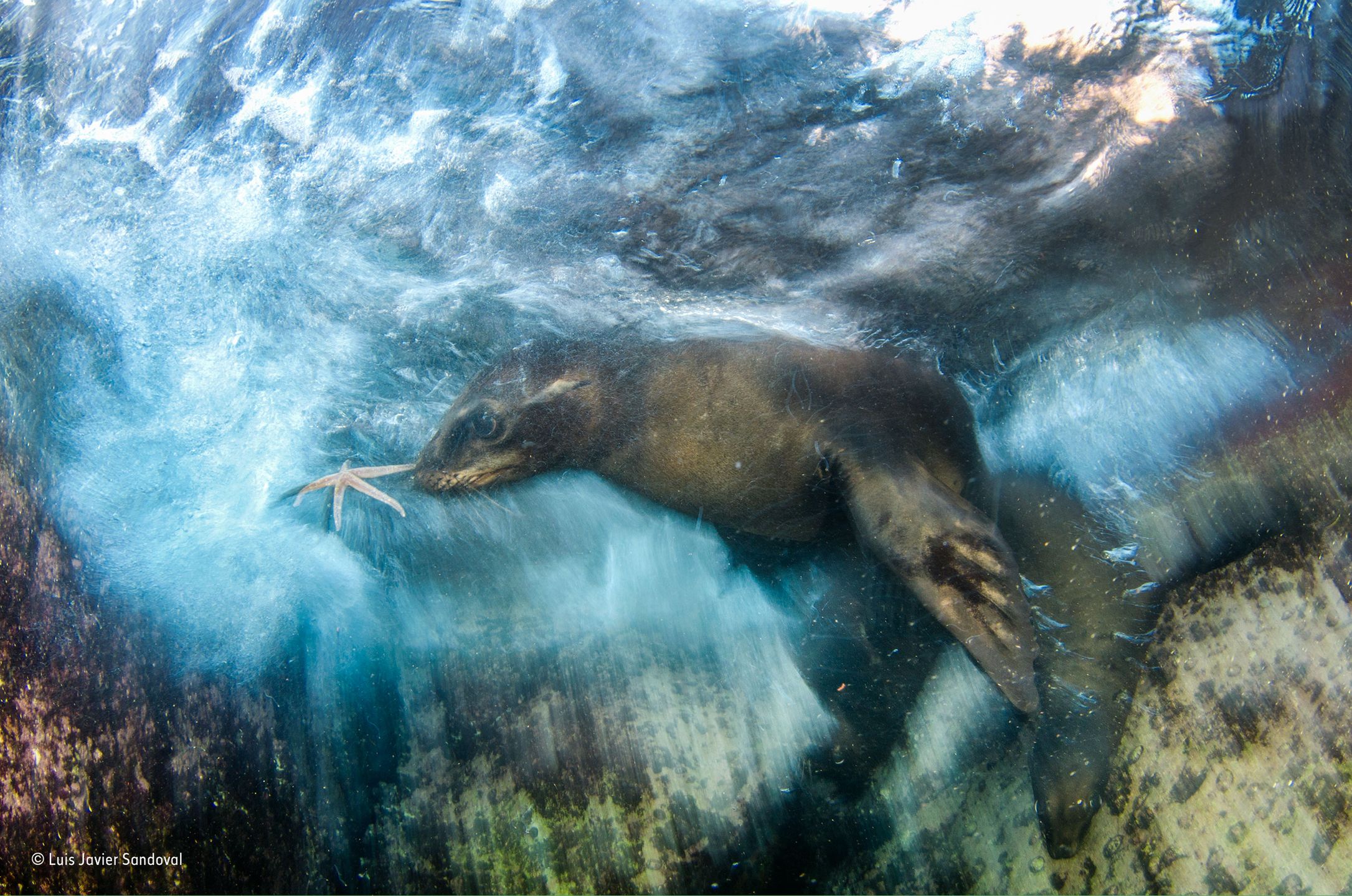 Poznaliśmy zwycięzców konkursu Wildlife Photographer of the Year 2016 4