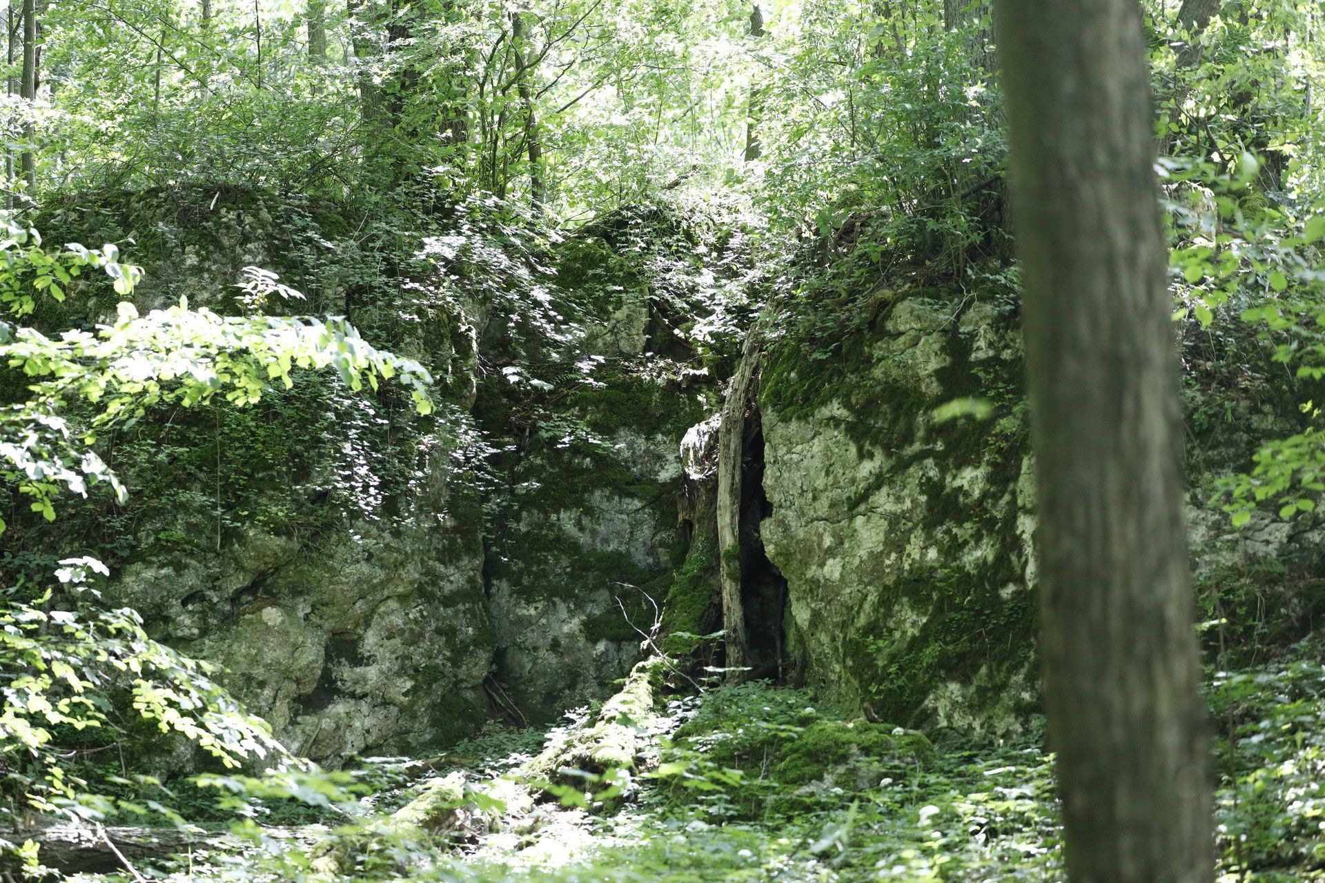 Rezerwat Parkowe