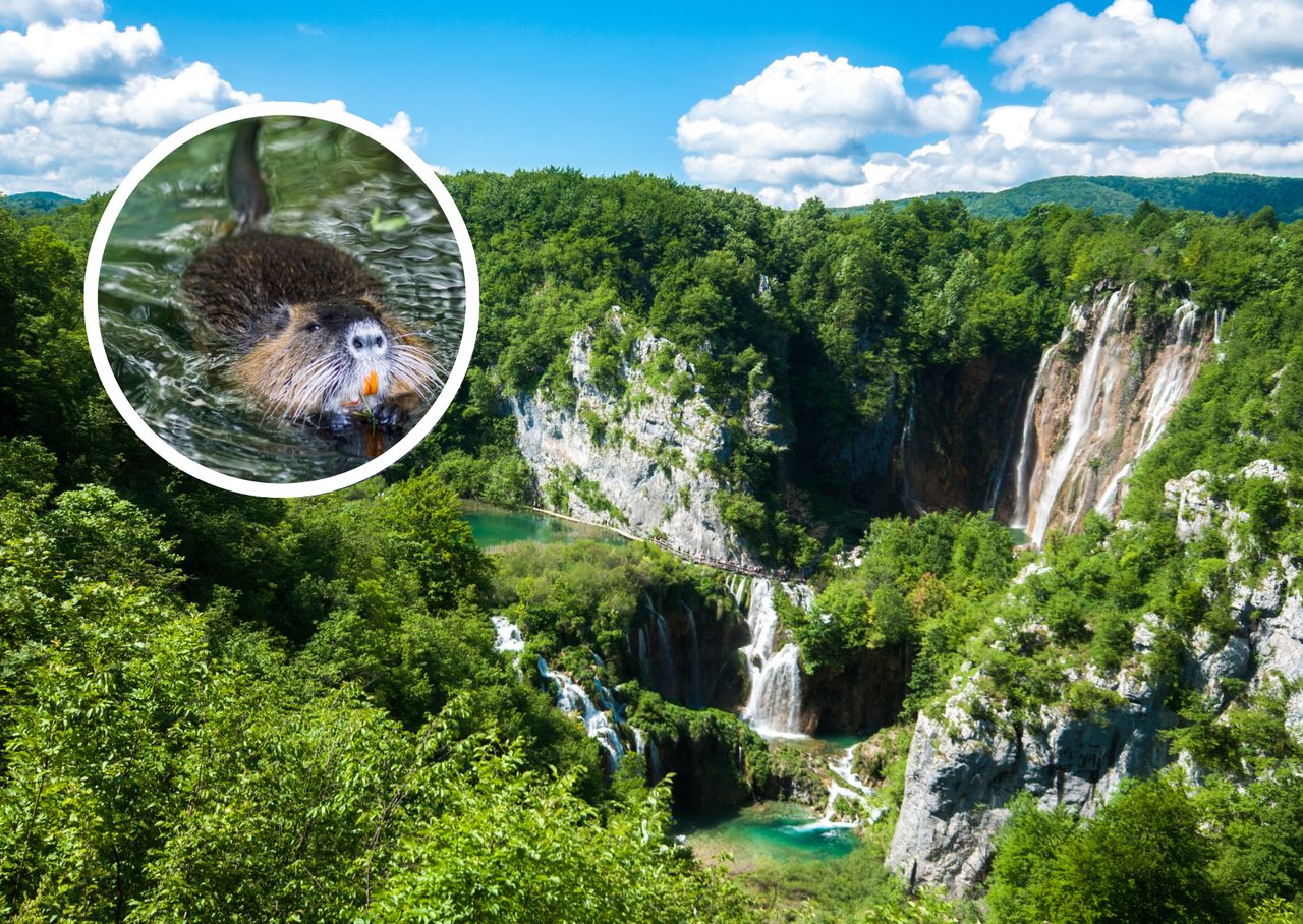 In the region of Plitvice Lakes, beavers feel fantastic.