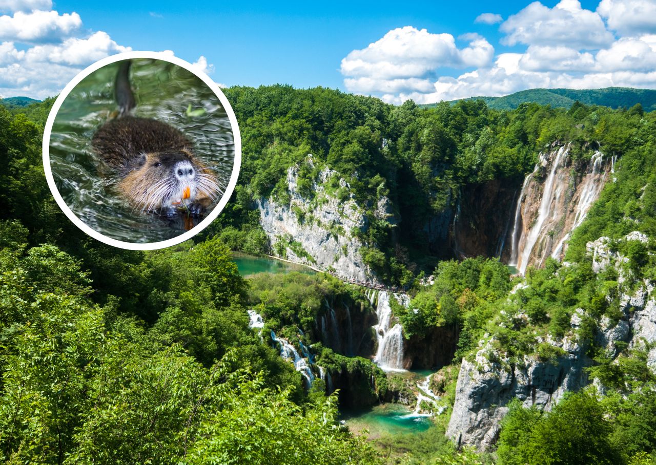 Beavers wreak havoc in northern Croatia, no control in sight