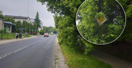 „Widać mnie, nie widać”. Znak drogowy zniknął w gęstych gałęziach [ZDJĘCIA]