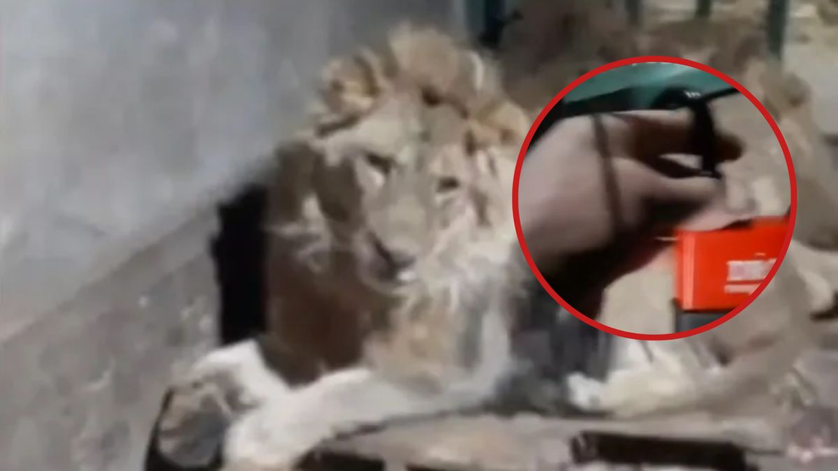 Na nagraniu widać, jak mężczyzna ściąga kłódkę od zagrody lwów