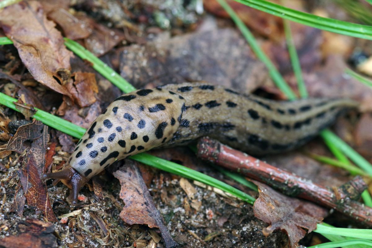 How to get rid of slugs from the garden?