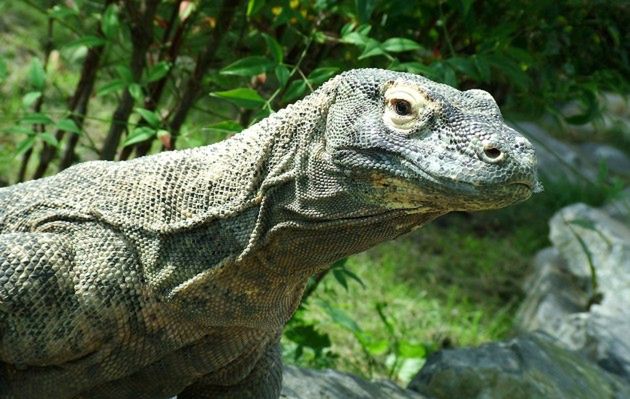 Waran z Komodo - jedno z najniebezpieczniejszych zwierząt na świecie