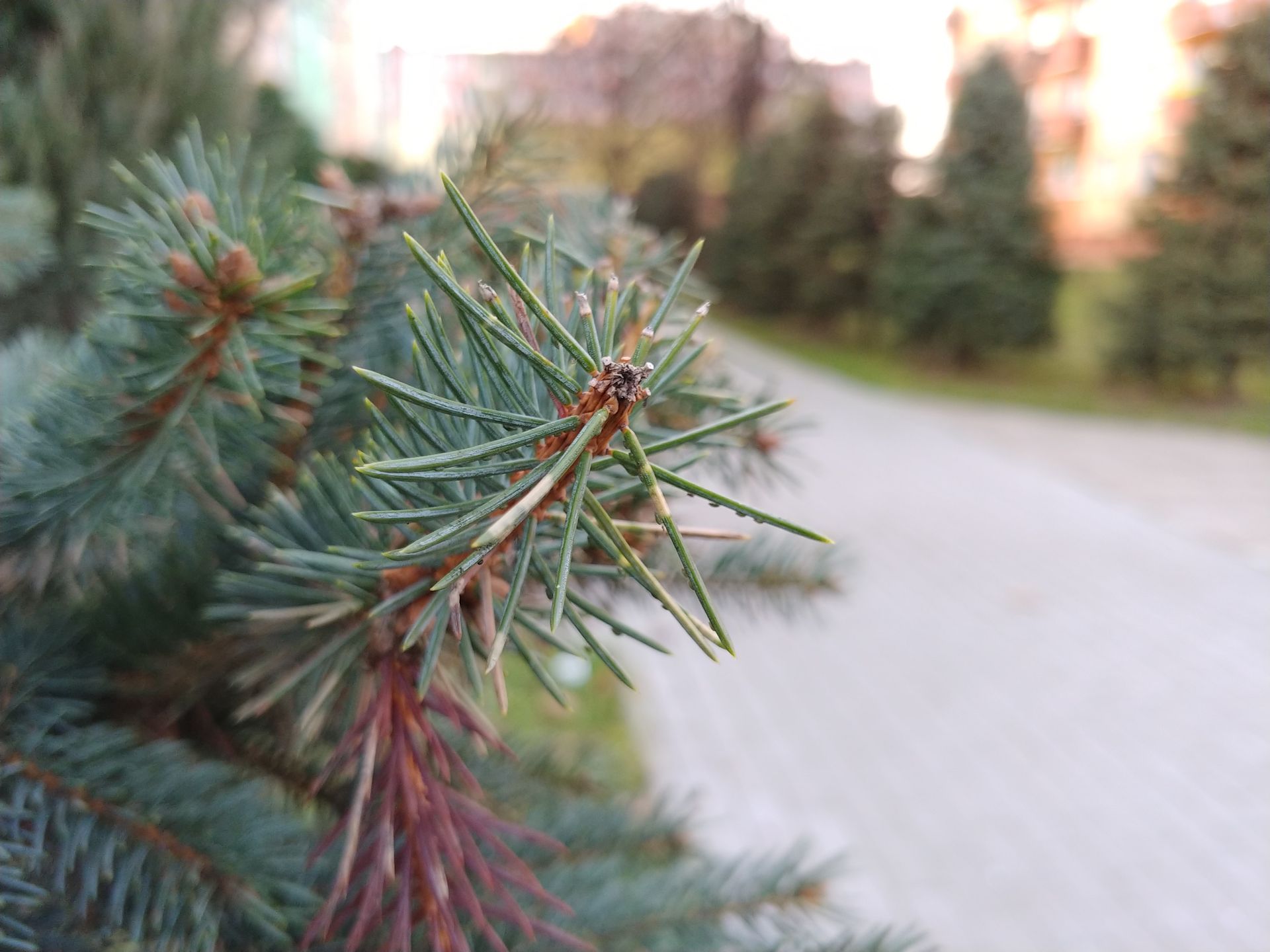 LG V30 to fotograficzny kombajn, w którym można się zakochać [TEST] 80