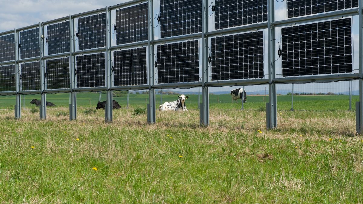 Niemiecki płot generuje zyski 1