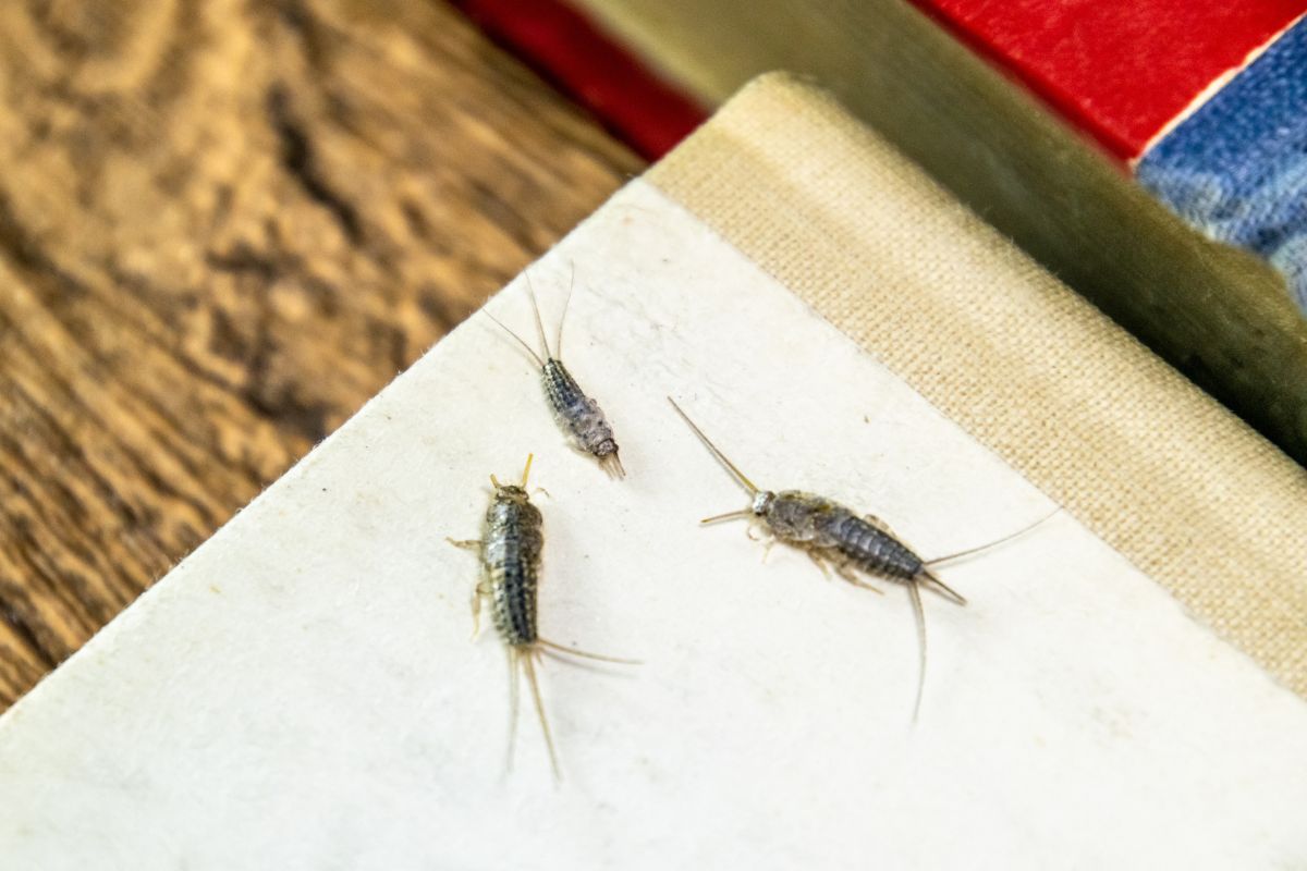 Rybiki lubią ciepłe i wilgotne miejsca w domu